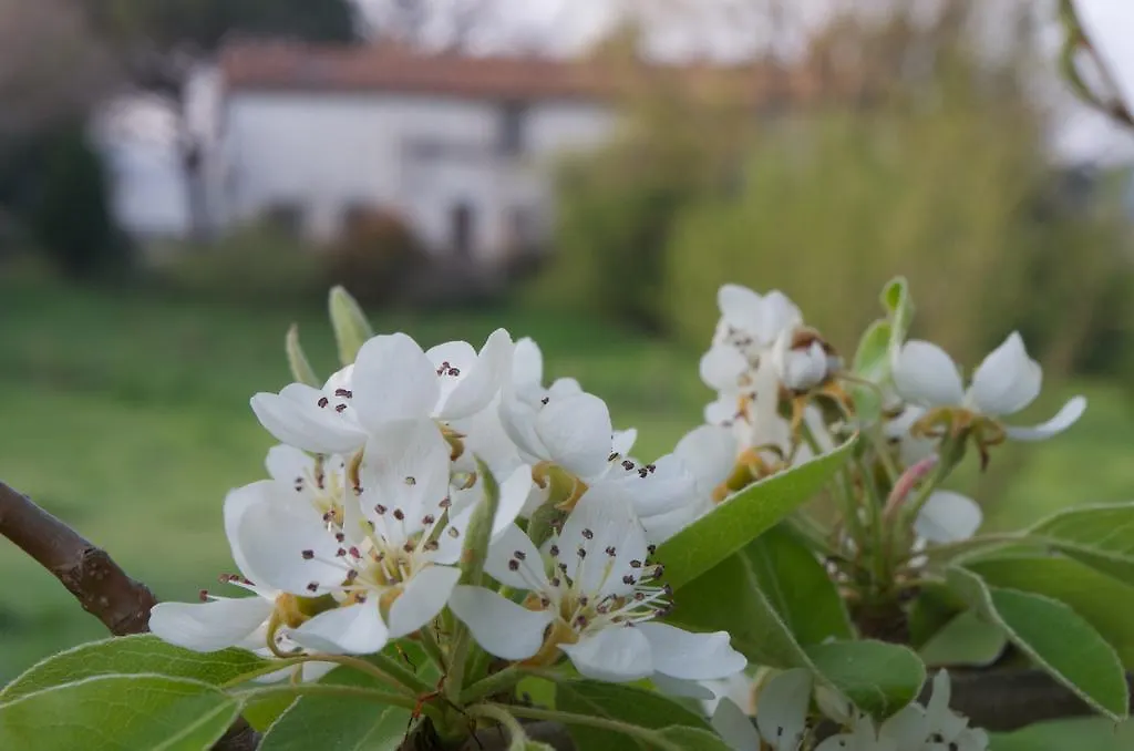 Bed & Breakfast Podere Pinzicalari Castel del Piano